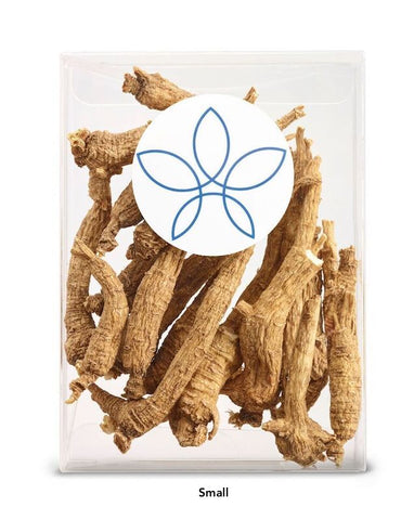 4 Year Old Root -  Pencil